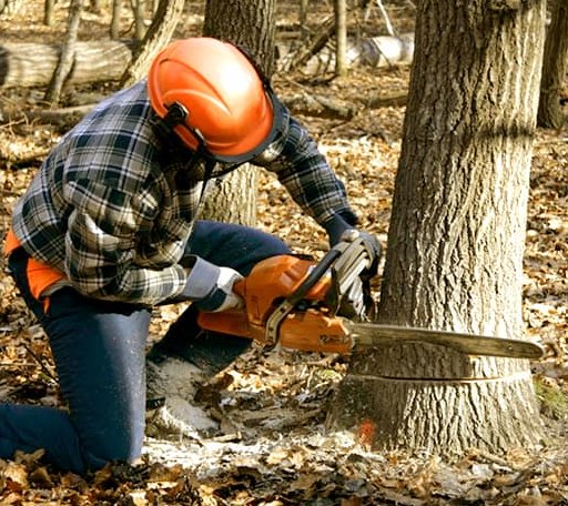 Tree Removal in Brent, AL